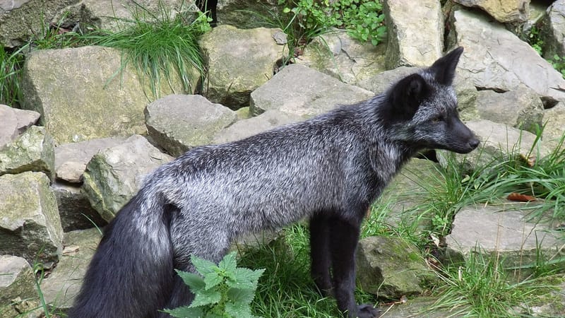 Silver Fox ships MODBEACON, a Rust RAT with gRPC C2